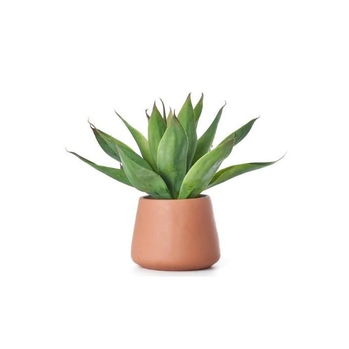 ALOE CON VASO CERAMICA 35 CM
